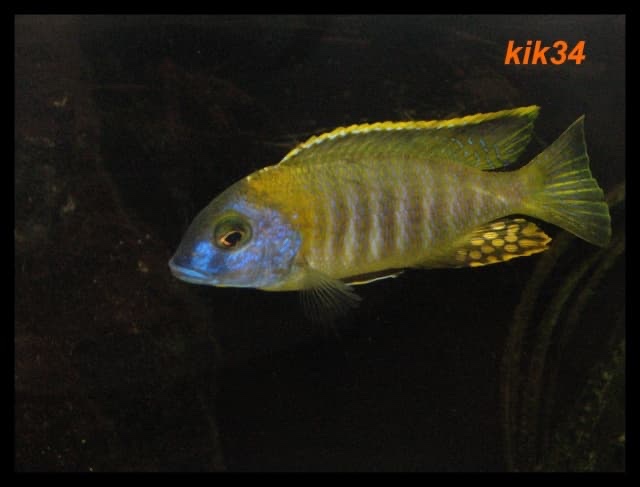 Tramitichromis sp. 'orange top' Lumbira